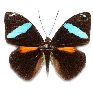 NESSAEA AGLAURA DORSAL